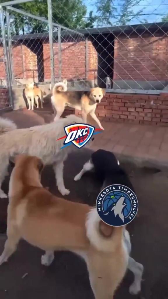 太有活了！美媒惡搞：狗王雷霆嚇退掘金灰熊，把森林狼按地上